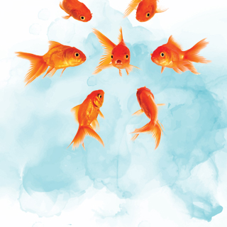 Group of 7 goldfish