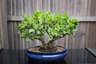 bonsai tree succulent plant