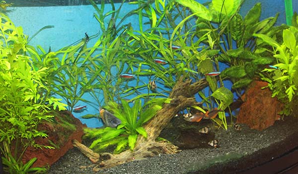 aquarium with tropical fish and aquatic plants