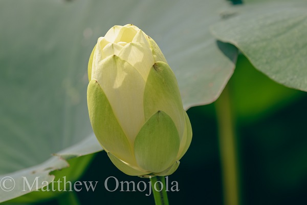 American Yellow Lotus - Bud