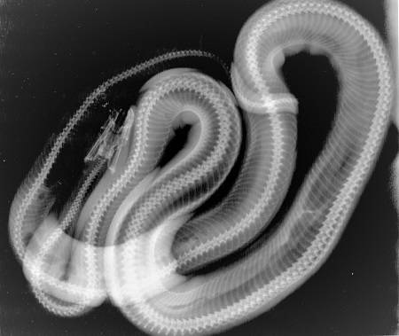 X-ray image of a python