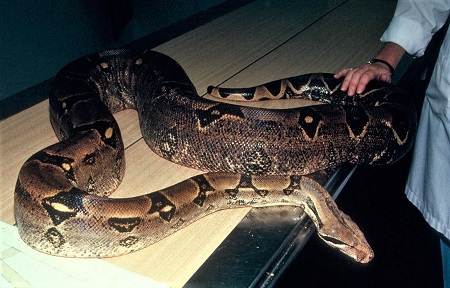 Reticulated python on radiographic table with human hand touching it