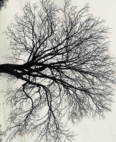 Tree bare of leaves silhouetted against a dreary winter sky