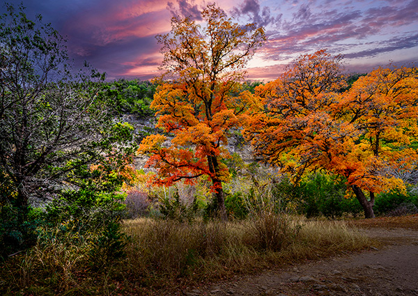 Bigtooth maple trees display autumn foliage near Vanderpool, Texas