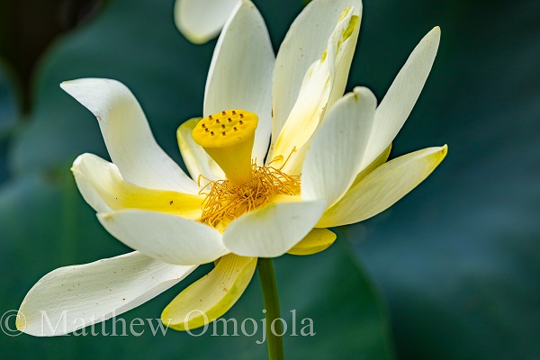 American Yellow Lotus - Flower