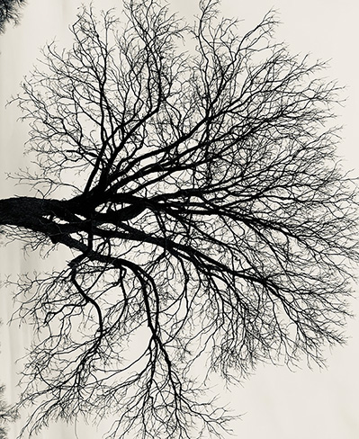 Tree bare of leaves silhouetted against a dreary winter sky